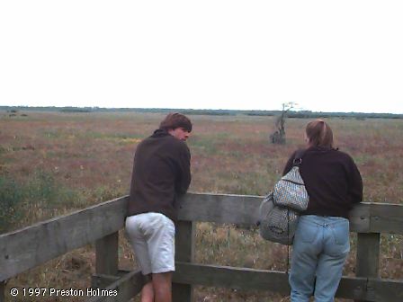 Marsh Overlook